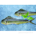 Frozen W/G Mahi Mahi hot sale frozen mahi mahi for sale Factory